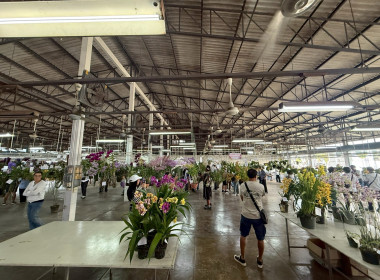 ลงพื้นที่ศึกษาแนวทางการจัดงานประกวดกล้วยไม้ของสมาคมพฤกษชาติแห่งประเทศไทย ในพระบรมราชูปถัมภ์ ณ บางกอกฟลาวเวอร์ เซนเตอร์ เขตหนองแขม กรุงเทพมหานคร ... พารามิเตอร์รูปภาพ 20